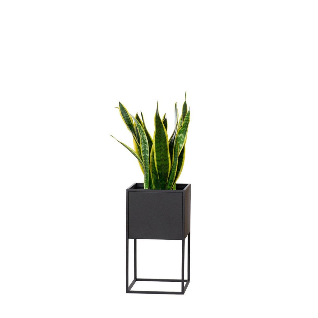 Macetero Bailey Kallfü en metal negro sobre patas altas, con planta — vista principal