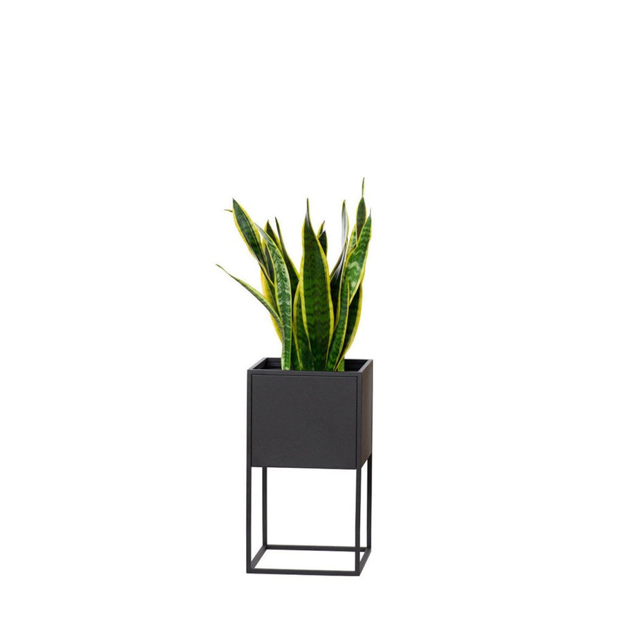 Macetero Bailey Kallfü en metal negro sobre patas altas, con planta — vista principal